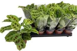 Маранта Фэнтези d12 h30