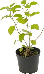 Гортензия древовидная Annabelle С5 60-80