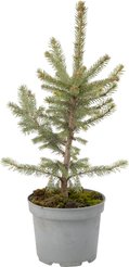 Ель колючая Kaibab С2 h25-35см