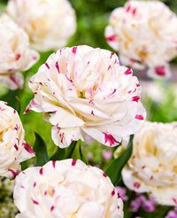 Луковица Тюльпан Дэнс Лайн (3шт)