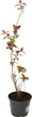 Спирея японская Macrophylla С2 h25-35см