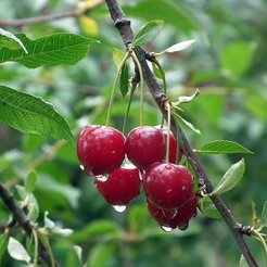Саженец Вишня Шоколадница 2-х летка ОКС