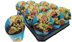 Дионея Мусципула d8,5см