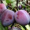 Саженец Слива Этюд (в сетке с комом)