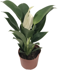 Филодендрон Вайт Принцесс d10