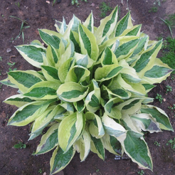 Корневище Хоста Йеллоу Полка Дот Бикини 1шт