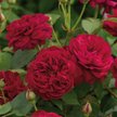 Роза английская Darcey Bussell С5