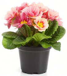 Примула d10-12см