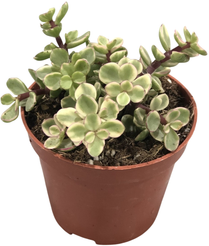 Растение Портулакария Афра Вариегата d9