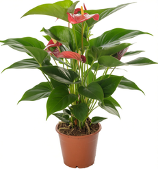Антуриум андре Мадурал d14 h50