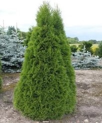 Туя западная Smaragd С5 h60-80см