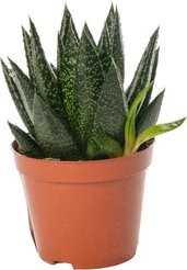 Алоэ Микс d9