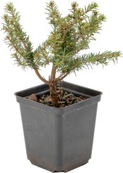 Ель обыкновенная Nidiformis P9 15-20см
