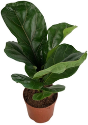 Фикус Лирата Бамбино d11