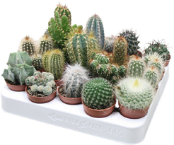 Растение горшечное Кактус Микс d5,5