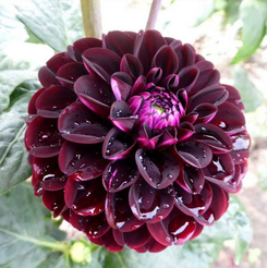 Корень клубневидный Георгин Дарк Спирит 1шт