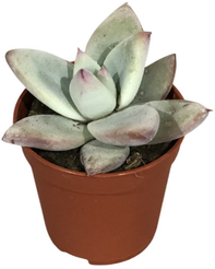 Эхеверия Колората Айс d5