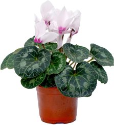 Цикламен d12