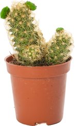 Кактус Микс c cухими цветами d5