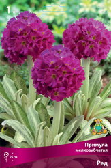 Корневище Примула мелкозубчатая Ред 1шт