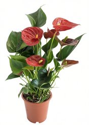 Антуриум Андреанум D10,5 H40