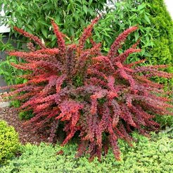 Барбарис Тунберга Golden Ring C2 h40см