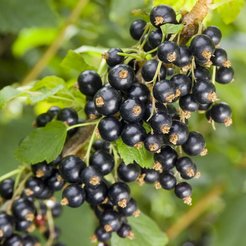 Саженец Смородина черная Багира (2-летняя) ЗКС