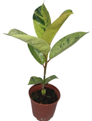 Фикус Эластика Микс D10 H30