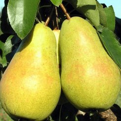 Саженец Груша Чижовская позднелетний частично самоплодный ОКС