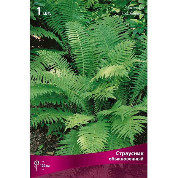 Корневище Папоротник Страусник обыкновенный 1шт 389405 купить с ...
