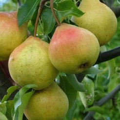 Саженец Груша Памяти Яковлева (2-летка) ОКС