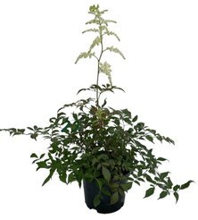 Рассада Астильба Arendsii Brautschleier С2