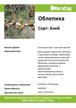 Саженец Облепиха Алей C3 Н20-40 мужской