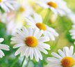 Фотообои Vostorg Collection А045 Ромашки 294х260 12л