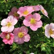 Лапчатка Lovely Pink С2 Н30