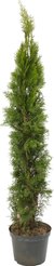 Туя западная Smaragd С10 h140-160см