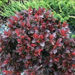 Барбарис Тунберга Atropurpurea Nana C2 h20-25см
