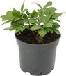 Пион травянистый Peppermint Patti С5