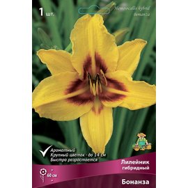 Лилейники саженцы сортовые купить недорого в интернетмагазине