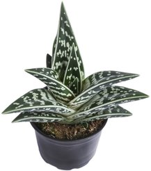 Алоэ Хавортия d10,5см h15-25см