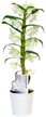 Орхидея Дендробиум Nobile Cultivars White d12 h55