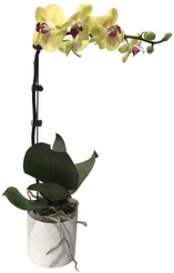 Фаленопсис Телентэд Сколар 1 ст d12