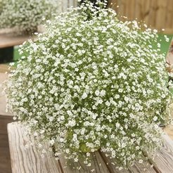 Гипсофила d19 кашпо