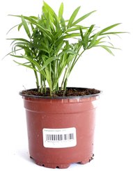 Хамедорея elegans D12