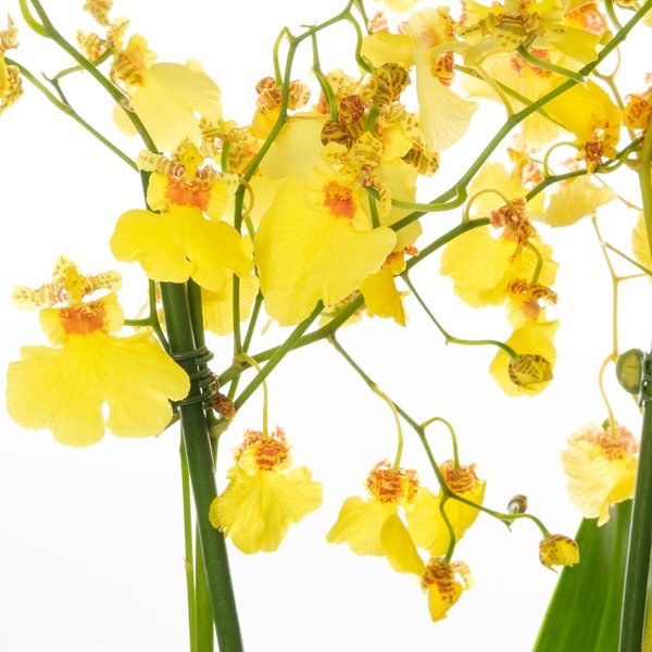 Орхидея Онцидиум Микс d9
