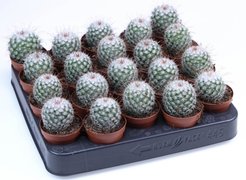 Маммилярия Бомбичина d5,5 h8