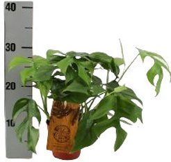 Монстера Минима d12