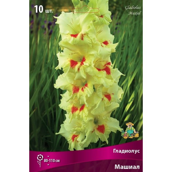Луковица Гладиолус крупноцветковый Машиал 10шт