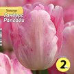 Луковица Тюльпан Гандерс Рапсоди 2шт