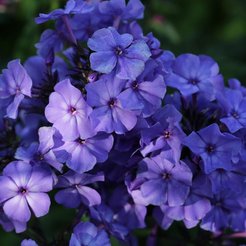 Флокс метельчатый Blue Moon С2